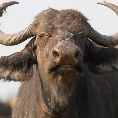 Buffalo-saf4africa