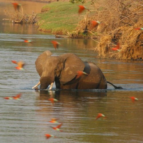 Carmine-bee-eaters-elephants-mana-pools-national-park-saf4africa